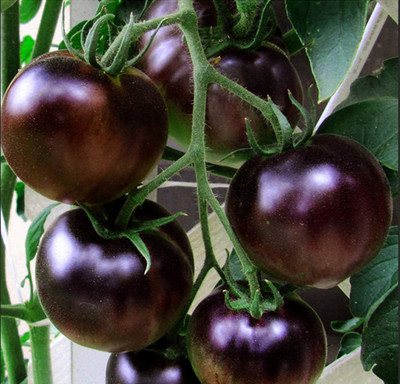 CYBEXIS Purple Cherry Tomatoes Seeds 2000 Seeds Seed(2000 per packet)