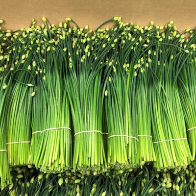 CYBEXIS Green Leafy Fresh Vegetables Chives Seed700 Seeds Seed(700 per packet)