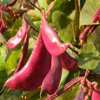 CYBEXIS Hybrid Purple Beans Dolichos Lablab Seeds800 Seeds Seed(800 per packet)