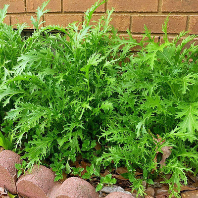 CYBEXIS Hybrid Potherb mustard Seeds2000 Seeds Seed(2000 per packet)