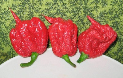 CYBEXIS Super Hot Carolina Reaper Chilli Pepper Seeds2400 Seeds Seed(2400 per packet)