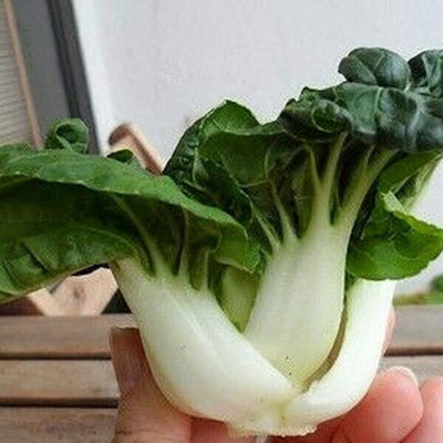 CYBEXIS Pak Choi Crop Seeds2000 Seeds Seed(2000 per packet)
