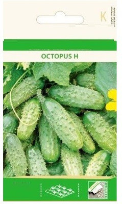 Qualtivate ™ Cucumber Gherkin OCTOPUS H Seeds Seed(1000 per packet)