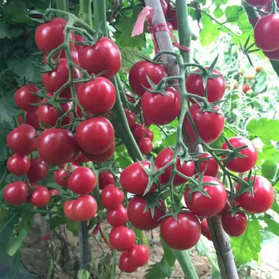 CYBEXIS Red Cherry Tomatoes Seeds 2000 Seeds Seed(2000 per packet)