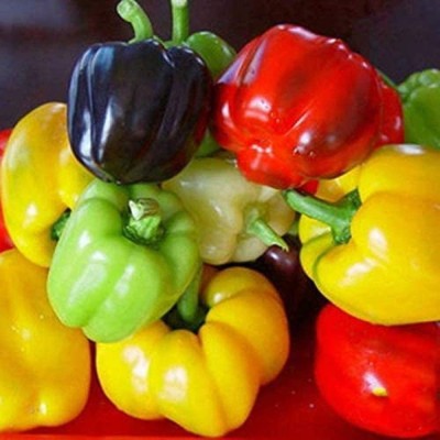 CYBEXIS Organic Capsicum/Sweet Bell Pepper Mix Seeds600 Seeds Seed(600 per packet)