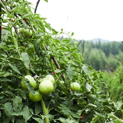 CYBEXIS Organic Green Tomato Seeds Solanum Lycopersicum2000 Seeds Seed(2000 per packet)