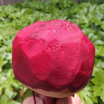 CYBEXIS Heirloom Beetroot Seeds1000 Seeds Seed(1000 per packet)