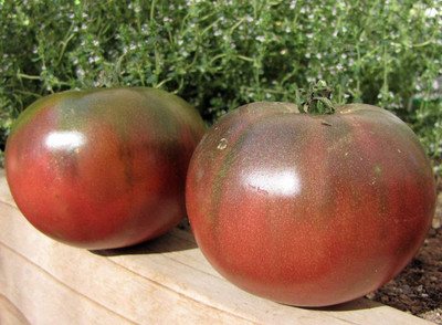 CYBEXIS Perennial Heirloom Tomato Seeds2000 Seeds Seed(2000 per packet)