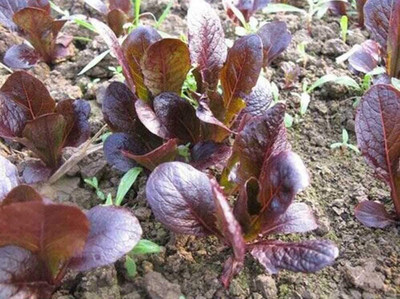 CYBEXIS Hybrid Purple Lettuce Seeds2000 Seeds Seed(2000 per packet)
