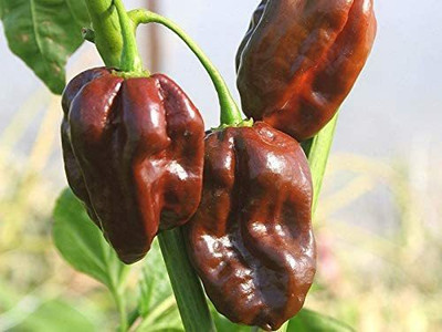 TRICONE Chilli Seed(50 per packet)