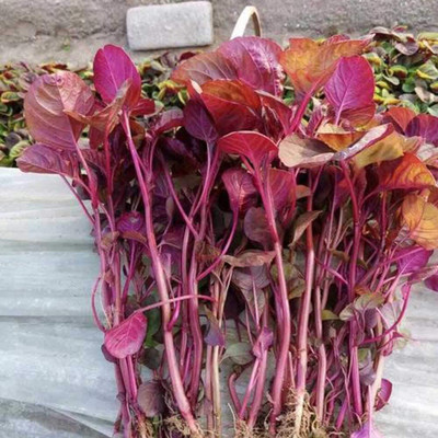 CYBEXIS Red Amaranthus Seeds1400 Seeds Seed(1400 per packet)