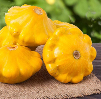 CYBEXIS Hybrid Yellow Bush Scallop Summer Squash Seeds-250 Seeds Seed(250 per packet)