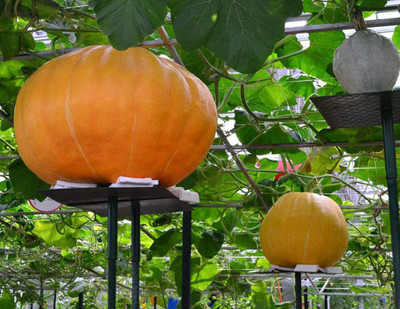 CYBEXIS Giant Pumpkin Seeds (Cucurbita moschata)100 Seeds Seed(100 per packet)