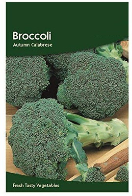 CYBEXIS Broccoli Autumn Calabrese Seeds500 Seeds Seed(500 per packet)