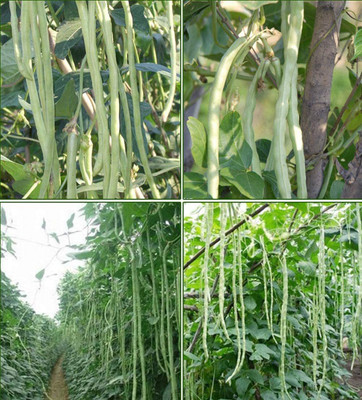 CYBEXIS Hybrid White Long Bean Seeds 400 Seeds Seed(400 per packet)