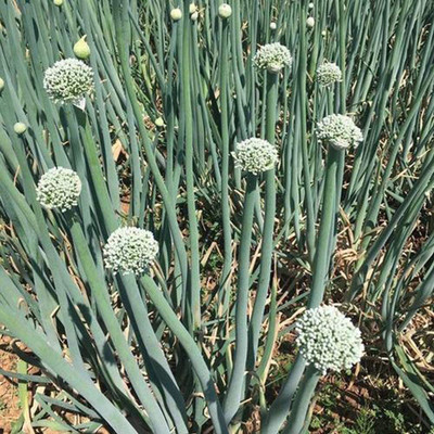 CYBEXIS Giant Red Onion Vegetables Organic Premium2000 Seeds Seed(2000 per packet)