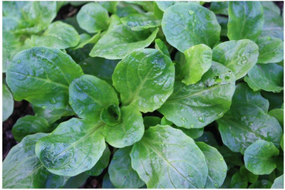 CYBEXIS Corn Salad - Lambs Lettuce - Mache Seeds1000 Seeds Seed(1000 per packet)
