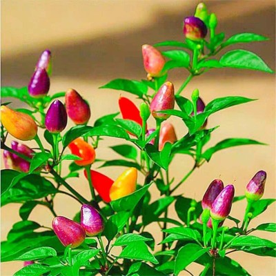 CYBEXIS Rainbow Pepper Chilli Plants Seeds2400 Seeds Seed(2400 per packet)