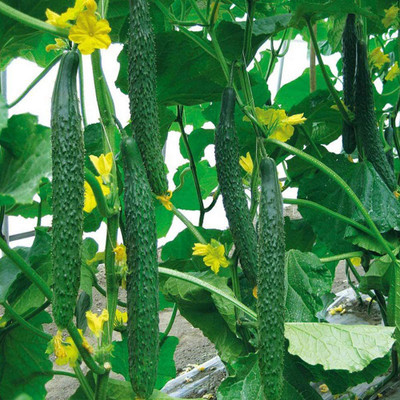 CYBEXIS Green Sweet Cucumber Seeds（Cucumis sativus）2000 Seeds Seed(2000 per packet)