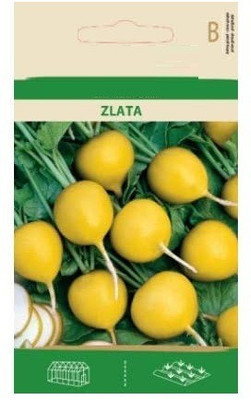 CYBEXIS Radish Yellow ZLATA Seeds2000 Seeds Seed(2000 per packet)
