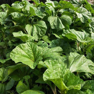 CYBEXIS Organic Amaranth Premium Seeds1000 Seeds Seed(1000 per packet)