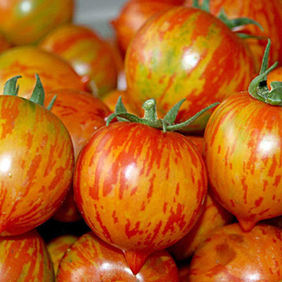 CYBEXIS Hybrid Tomato Cherry Stripe Seeds-250 Seeds Seed(250 per packet)