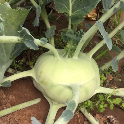 CYBEXIS White Kohlrabi Seeds1000 Seeds Seed(1000 per packet)