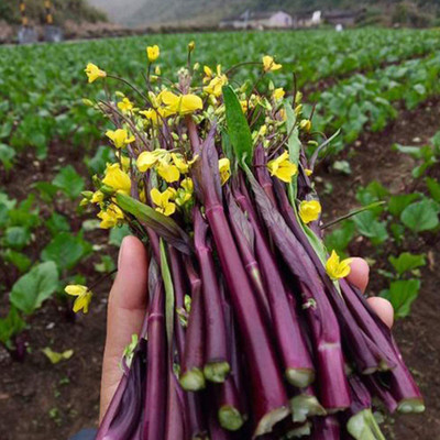 CYBEXIS Hybrid Chinese Chard Seeds2000 Seeds Seed(2000 per packet)