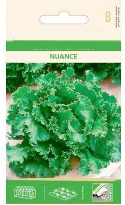 CYBEXIS Endive Nuance Seeds 2000 Seeds Seed(2000 per packet)