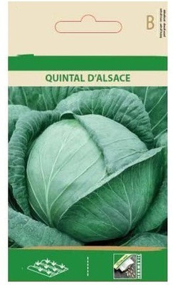 CYBEXIS White Cabbage Quintal D'Alsace Seeds2000 Seeds Seed(2000 per packet)
