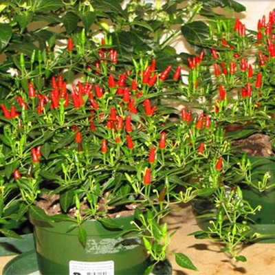 ENINE Chilli Seed(300 per packet)