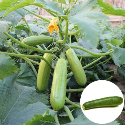 CYBEXIS Heirloom Vegetable Organic Pumpkin Plants (Courgette)400 Seeds Seed(400 per packet)