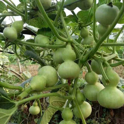 CYBEXIS Heirloom Bottle Gourd Seeds 200 Seeds Seed(200 per packet)