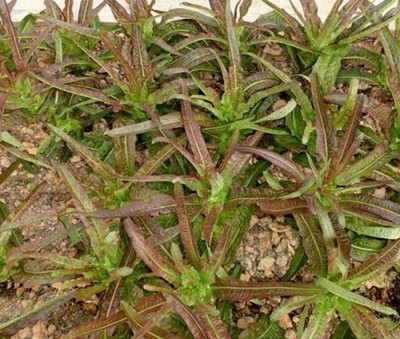 CYBEXIS Hybrid Lactuca Sativa Lettuce Seeds 2000 Seeds Seed(2000 per packet)