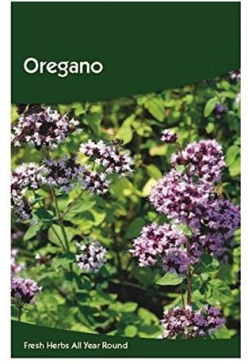 CYBEXIS Oregano Herb Seeds Seed(2800 per packet)