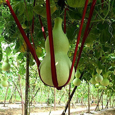 CYBEXIS F1 Giant Bottle Gourd Seeds100 Seeds Seed(100 per packet)