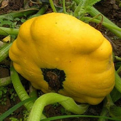 CYBEXIS Organic Scallop Squash Pumpkin Seeds 100 Seeds Seed(100 per packet)