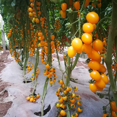 CYBEXIS Hybrid Gold Cherry Tomatoes Seeds2000 Seeds Seed(2000 per packet)