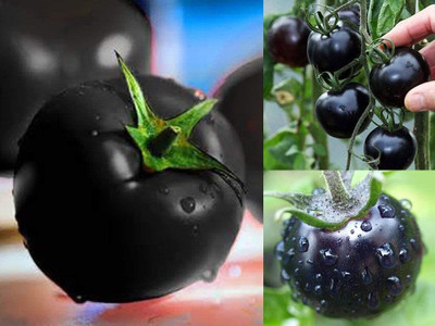 Qualtivate ™ Black Tomato Seeds (Solanum lycopersicum) Seed(1000 per packet)
