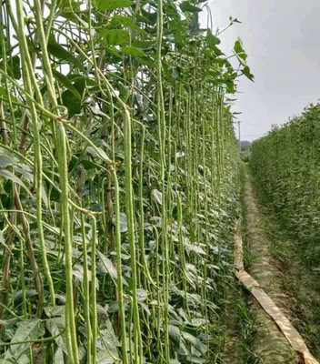 CYBEXIS F1 Green Long Bean Seeds800 Seeds Seed(800 per packet)