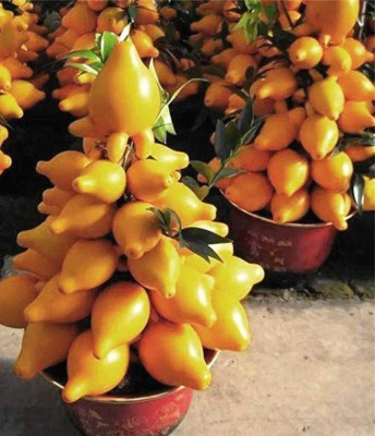 CYBEXIS Hybrid Brinjal Gold Eggplant Seeds-300 Seeds Seed(300 per packet)