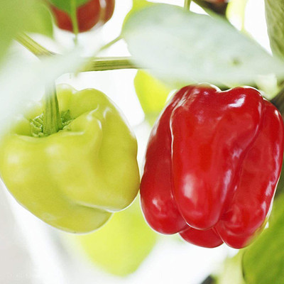 Qualtivate Capsicum Seed(1000 per packet)