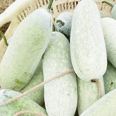 CYBEXIS Tallow gourd, Ash pumpkin, winter melon800 Seeds Seed(800 per packet)