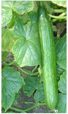 Qualtivate ™ Greenhouse Cucumber Finest Seeds Seed(100 per packet)