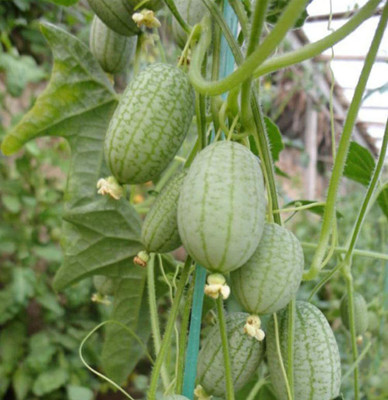 CYBEXIS Rare Mexican Sour Gherkins Seeds 2000 Seeds Seed(2000 per packet)