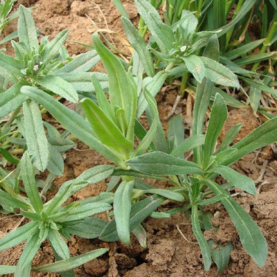 CYBEXIS F1 Rocket Herb Seeds2800 Seeds Seed(2800 per packet)