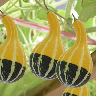 CYBEXIS Moschata Pumpkin Squash Vegetables100 Seeds Seed(100 per packet)