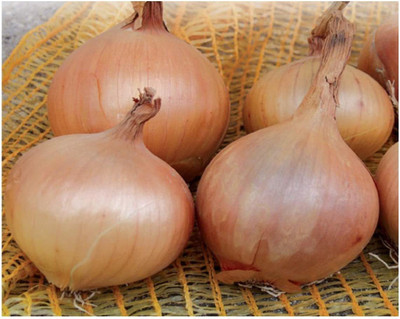 CYBEXIS Onion Seeds2000 Seeds Seed(2000 per packet)
