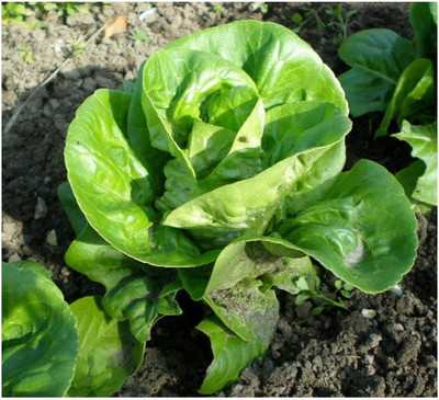 Qualtivate Lettuce Seed(100 per packet)