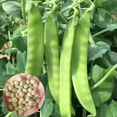 CYBEXIS Snowpeas Seeds(Pisum Sativum)800 Seeds Seed(800 per packet)